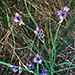 Early Spring - Lavender