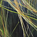 Ribbon Grass